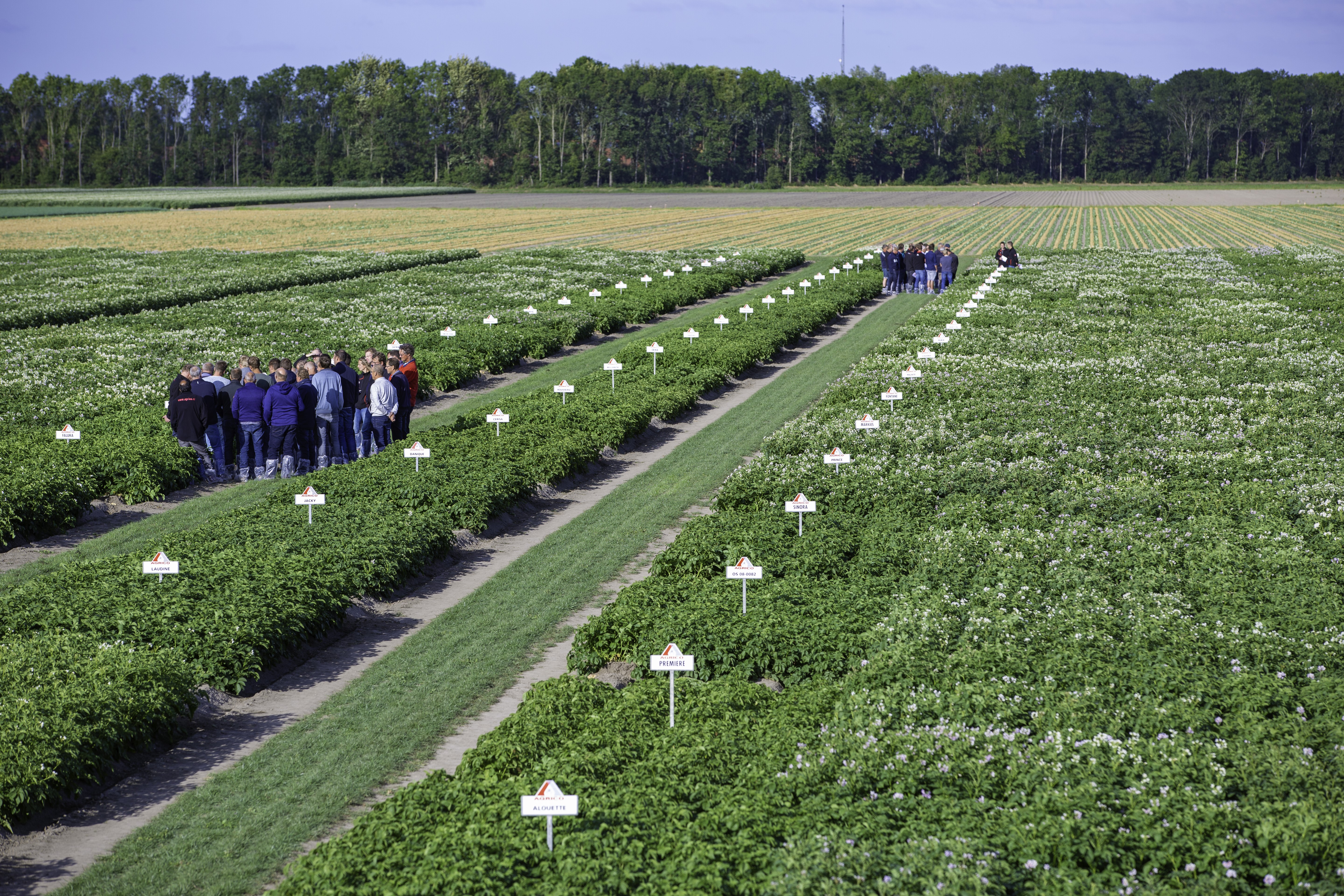 Farmers visiting a demo field of seed potatoes