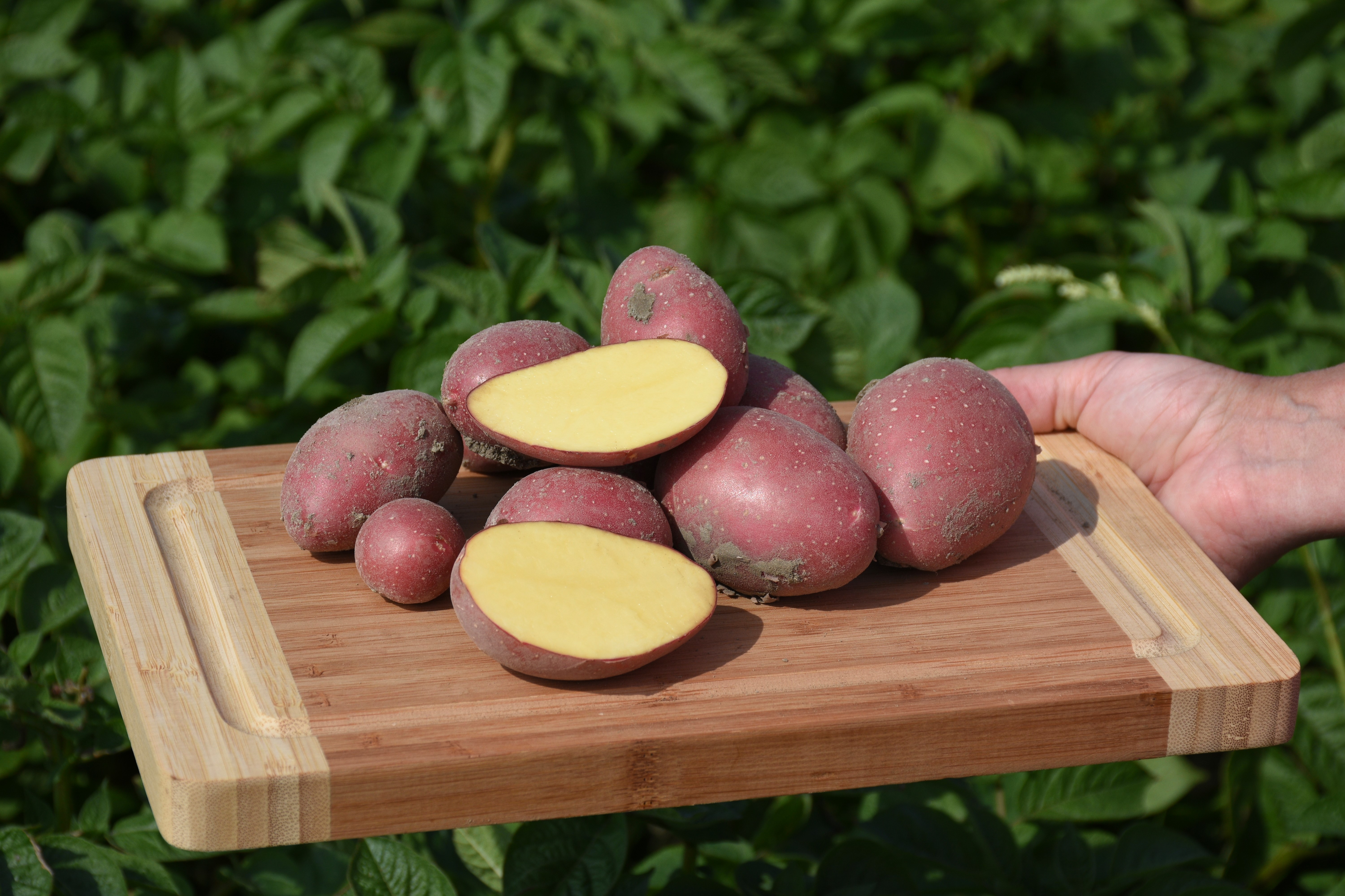Aardappels Op Een Plank